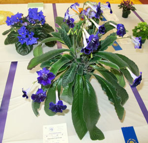 best streptocarpus