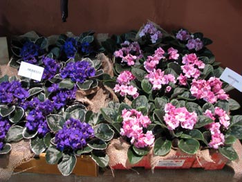 african violet photo