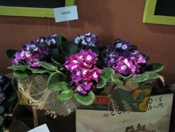 african violet photo