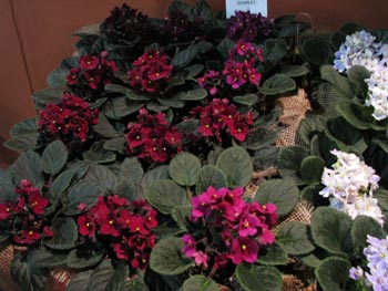 african violet photo