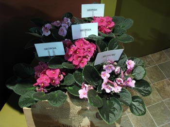 african violet photo