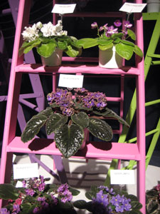 african violet photo