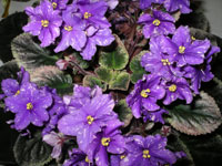 african violet photo