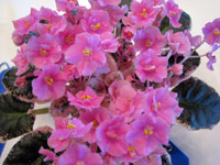 african violet photo