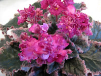 african violet photo