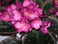 african violet photo