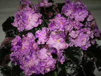 african violet photo