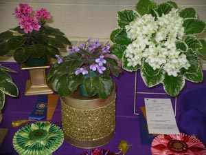 african violet photo