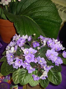 african violet photo