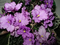 african violet photo