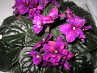 african violet photo