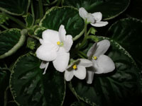 african violet photo