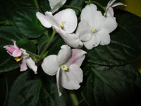 african violet photo