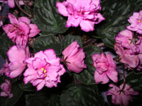 african violet photo