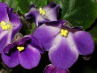 african violet photo