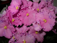 african violet photo