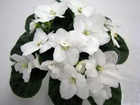 african violet photo