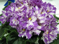 african violet photo