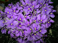 african violet photo