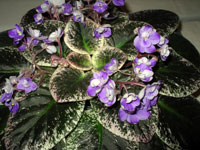 african violet photo