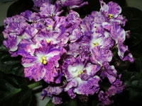 african violet photo