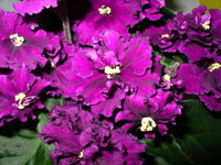 african violet photo