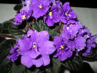 african violet society