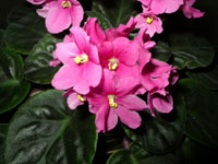 african violet photo