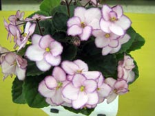 african violet photo