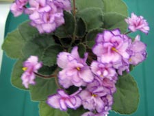 african violet photo