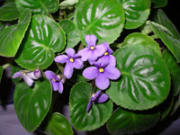 african violet society