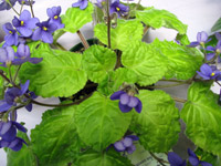 african violet photo