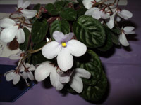 african violet photo