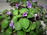 african violet photo