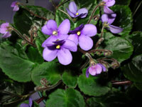 african violet photo