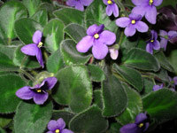 african violet photo