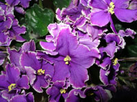 african violet photo