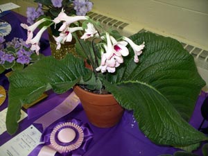 african violet photo