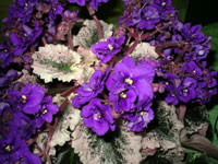 african violet photo