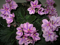 african violet photo