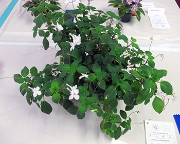 best streptocarpus