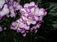 african violet photo