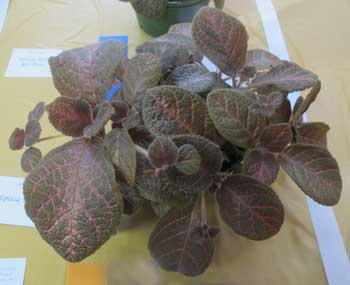 episcia